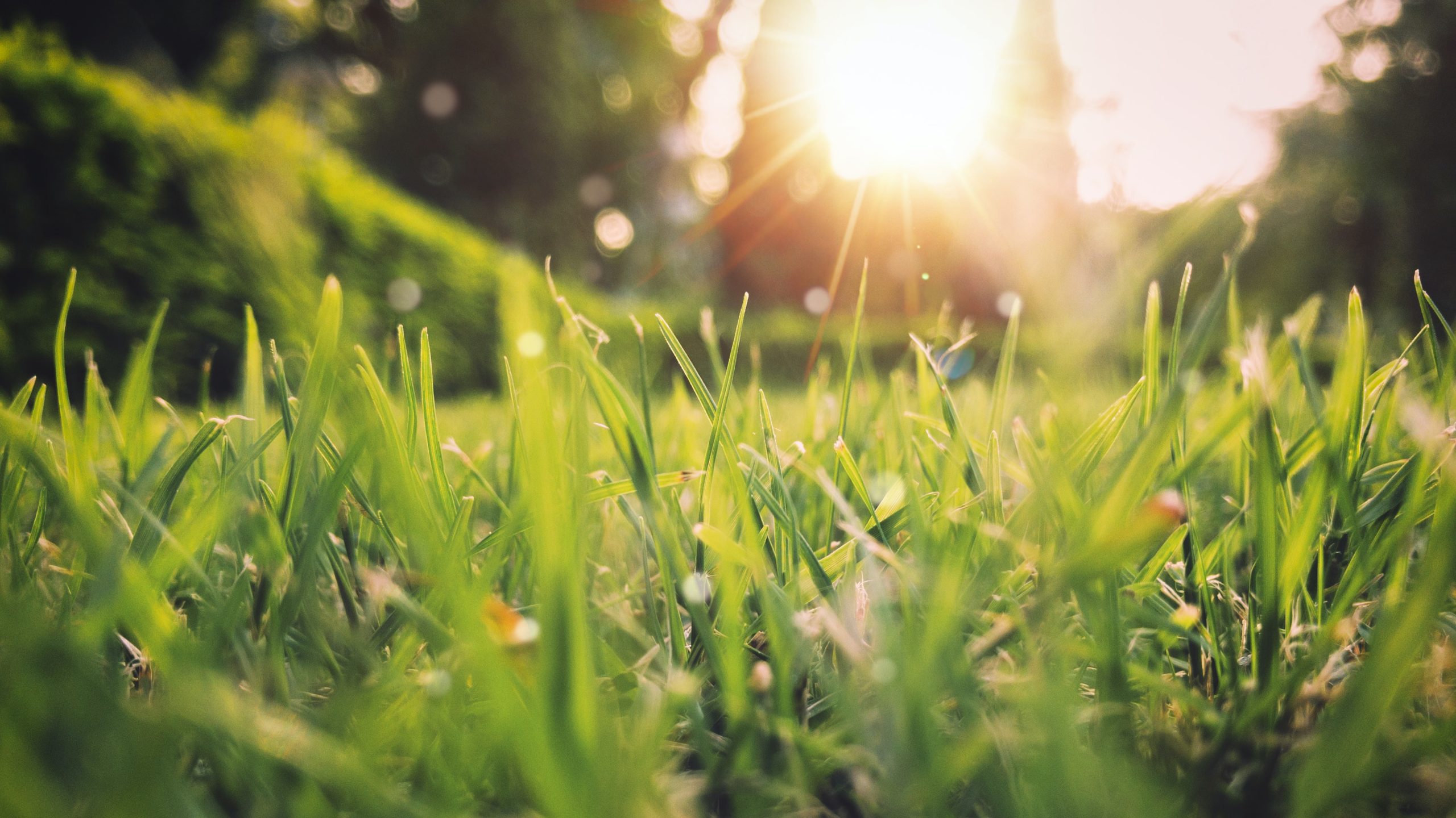 Picture of grass in sunlight