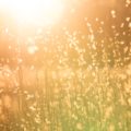 Image of grass in sunlight