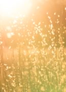 Image of grass in sunlight