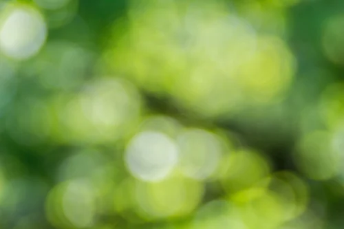 Abstract image of light through leaves